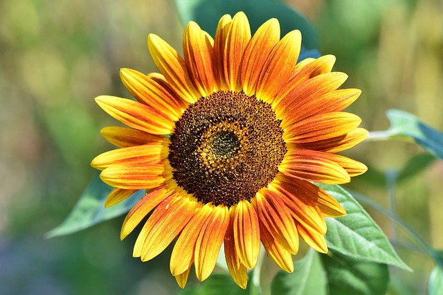 květ slunečnice